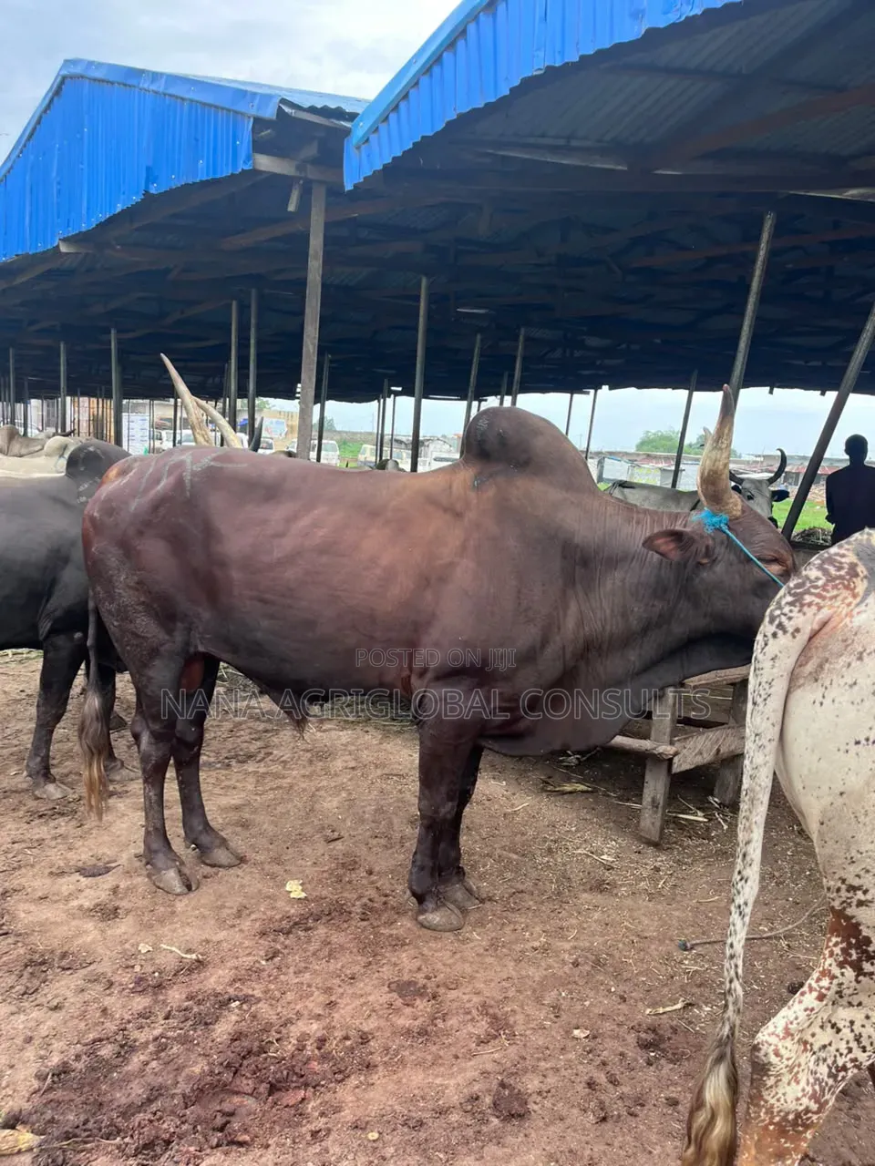 Live Cows and Fresh Meat Sales in Asaba 4ceremonies,Bulk Orders Retail