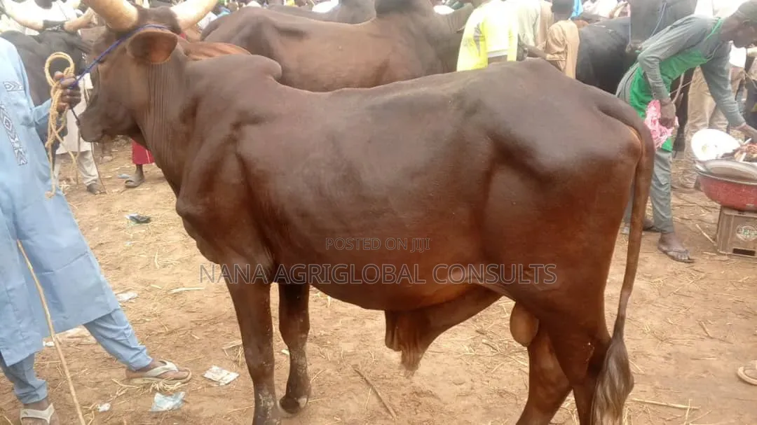 Live Cows and Fresh Meat Sales in Asaba 4ceremonies,Bulk Orders Retail