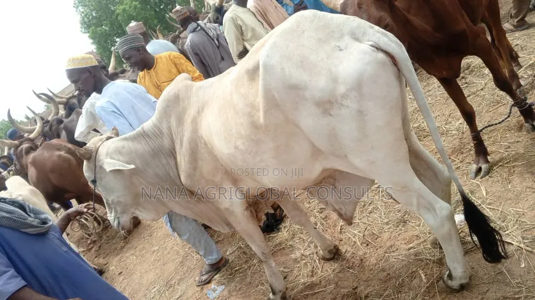Live Cows and Fresh Meat Sales in Asaba 4ceremonies,Bulk Orders Retail