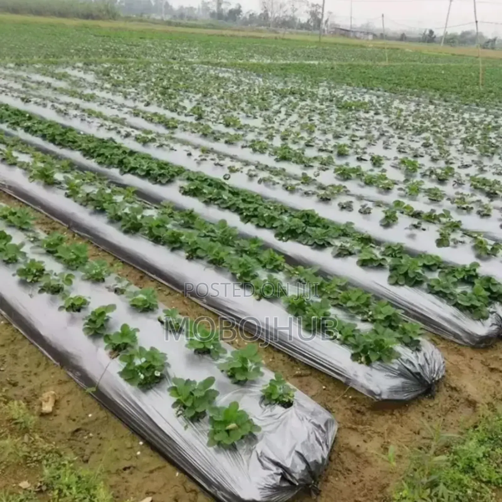 Mulch Film, Plastic Pe Mulching Film Ground Cover