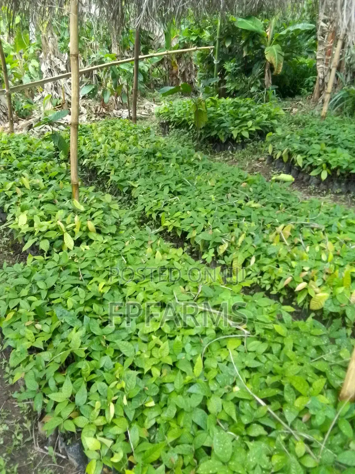 Hybrid Cocoa