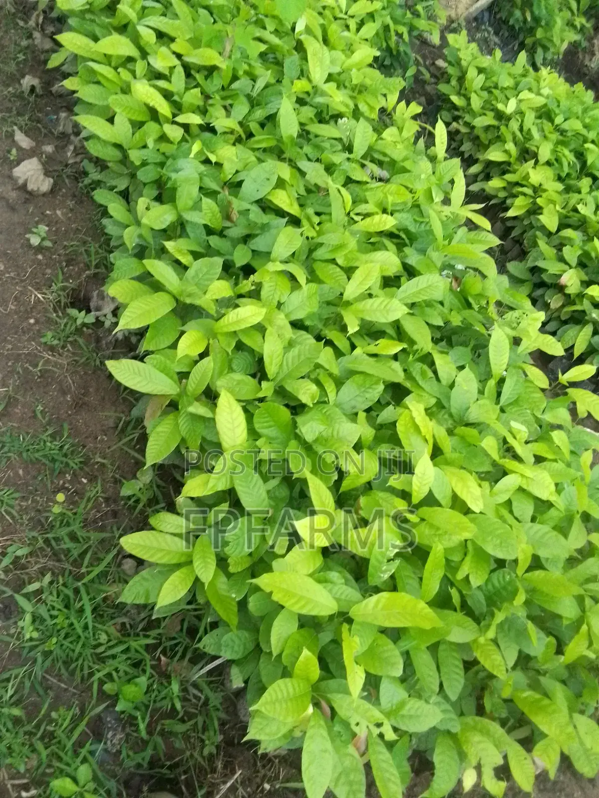 Hybrid Cocoa