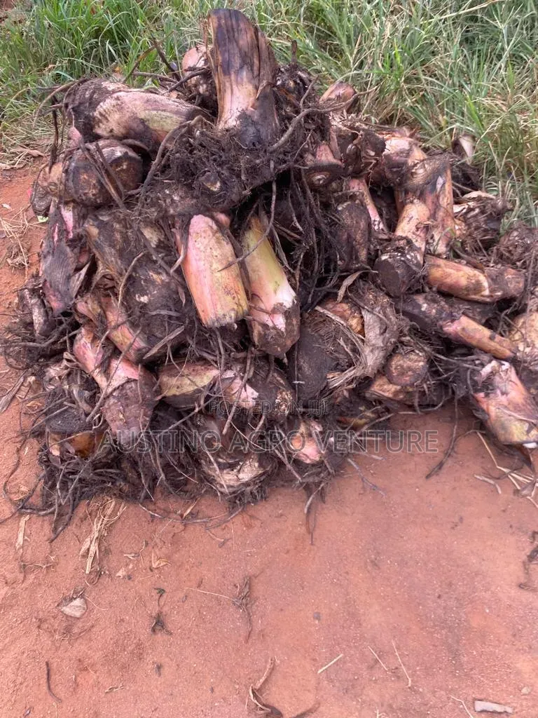 Jumbo Plantain Suckers