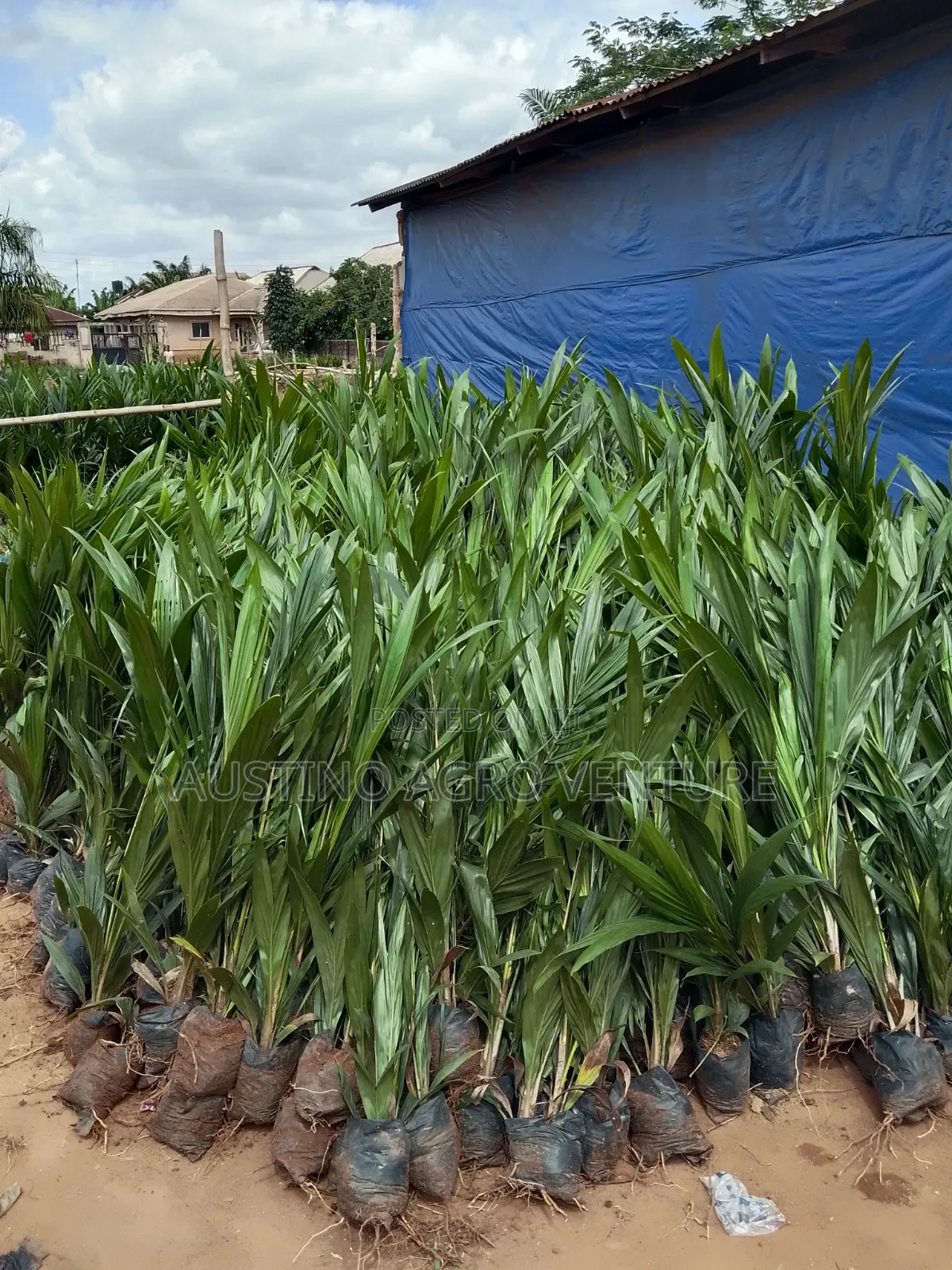 Malaysia Supergen Palm Seedlings