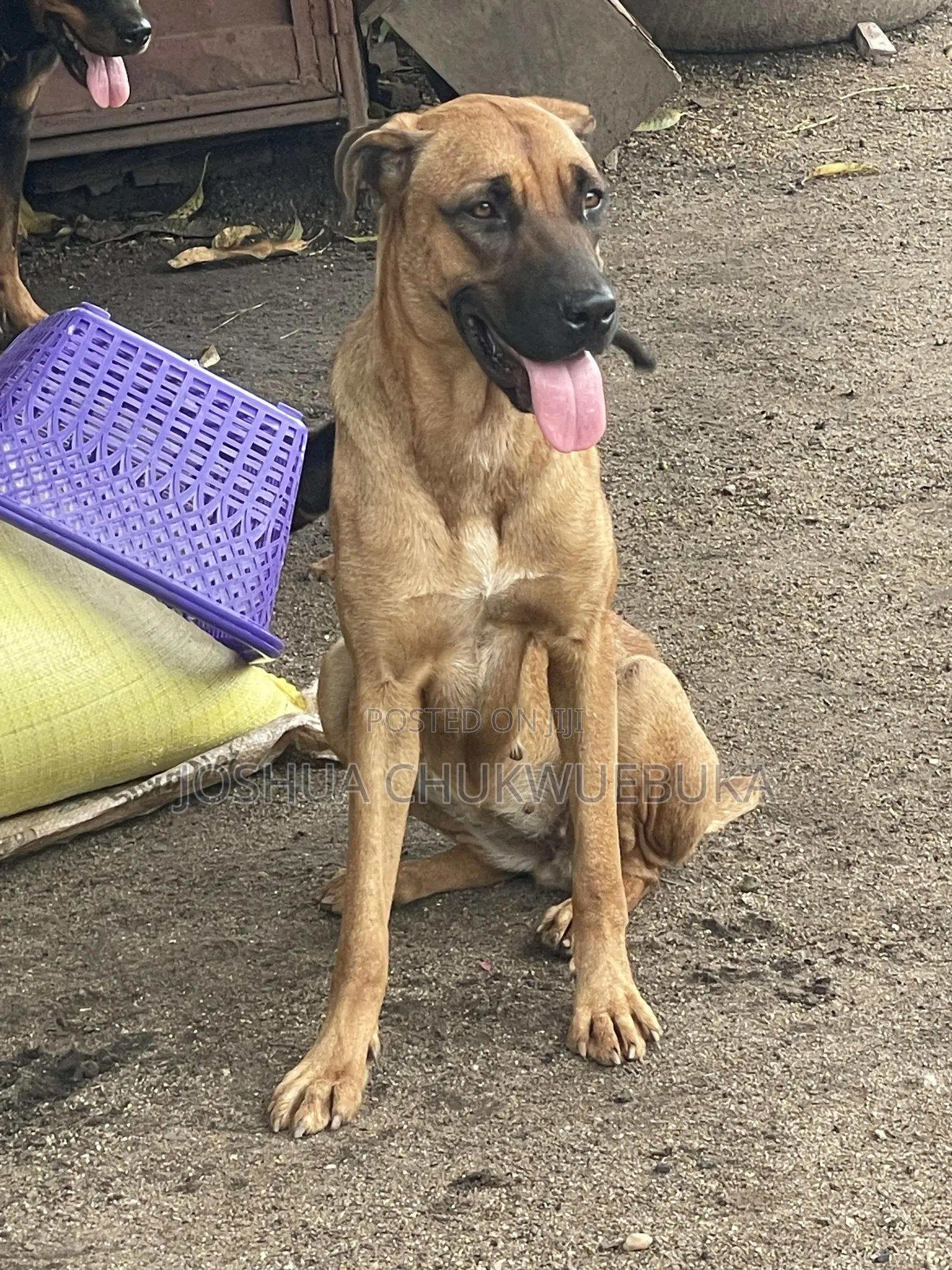 1+ year Female Purebred Boerboel