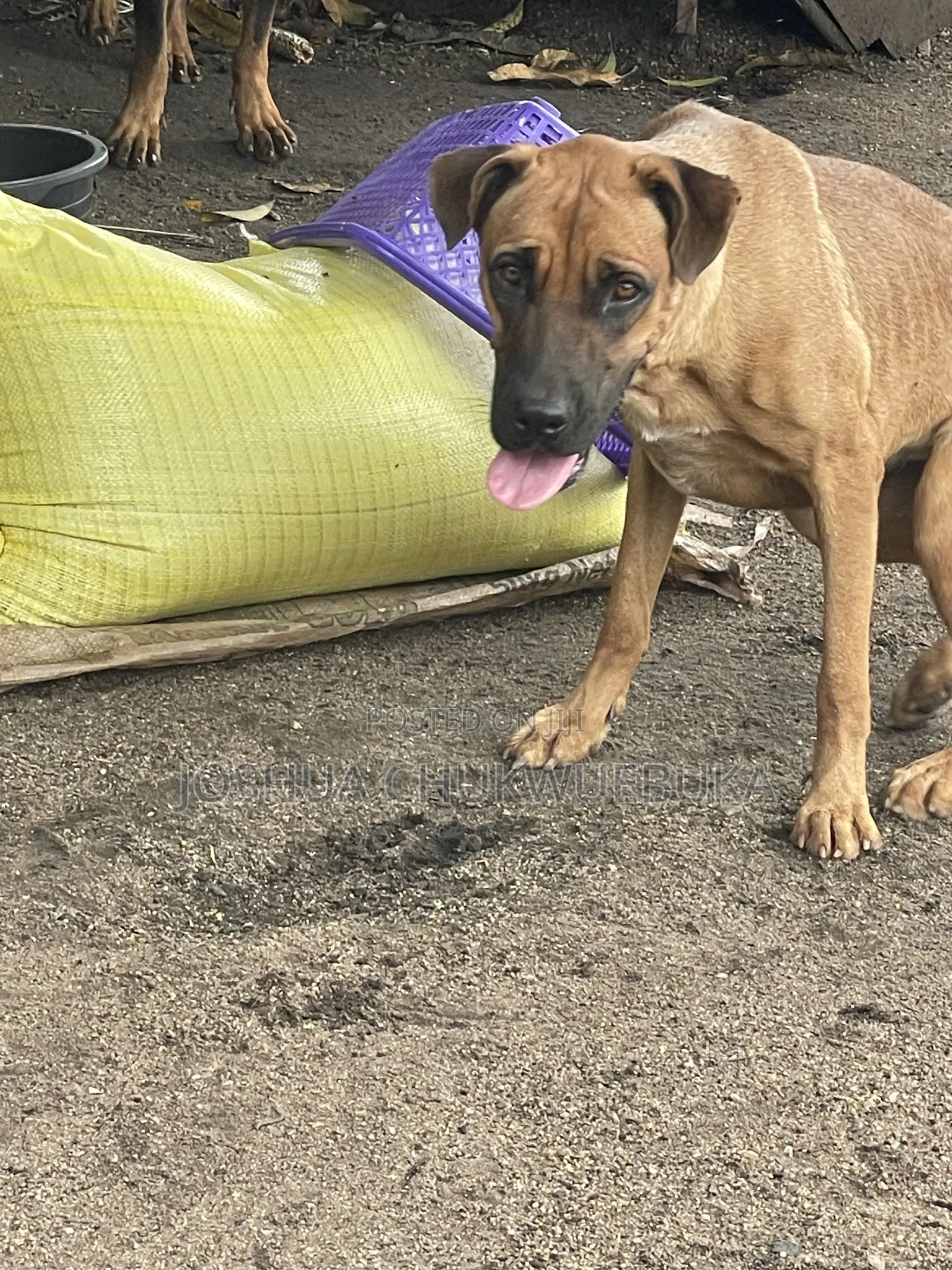 1+ year Female Purebred Boerboel