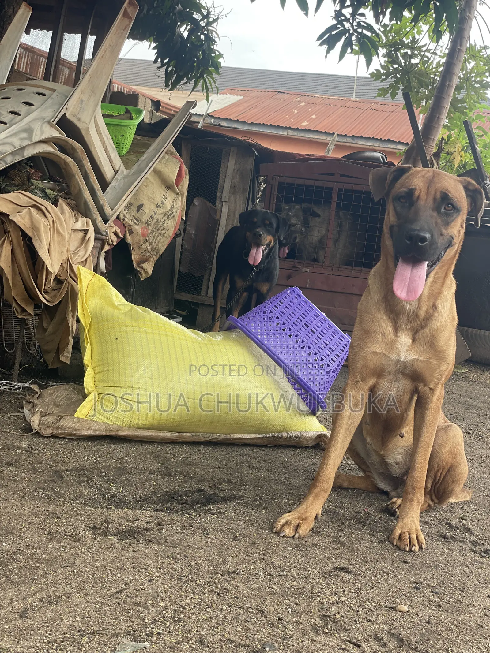 1+ year Female Purebred Boerboel