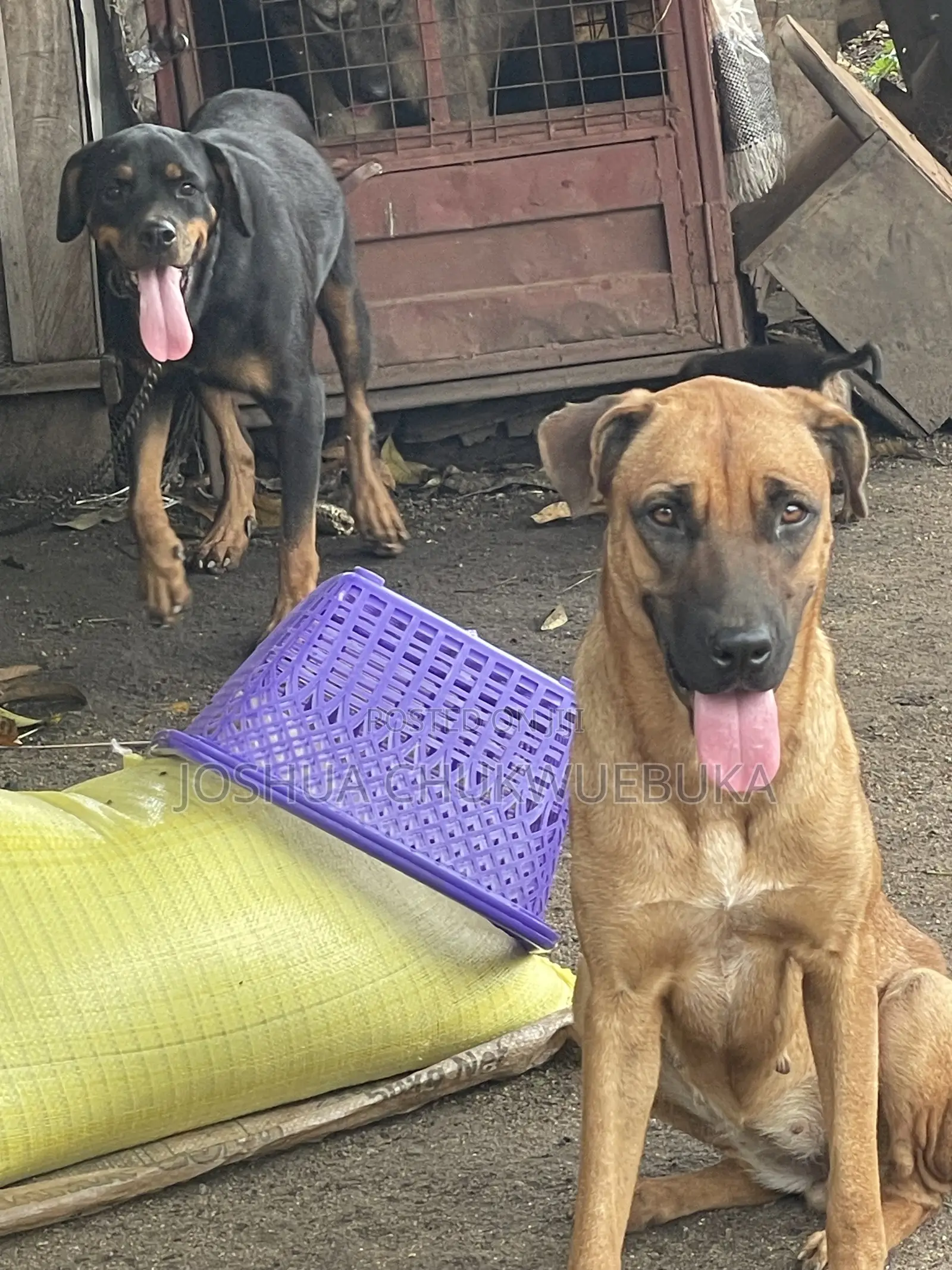 1+ year Female Purebred Boerboel