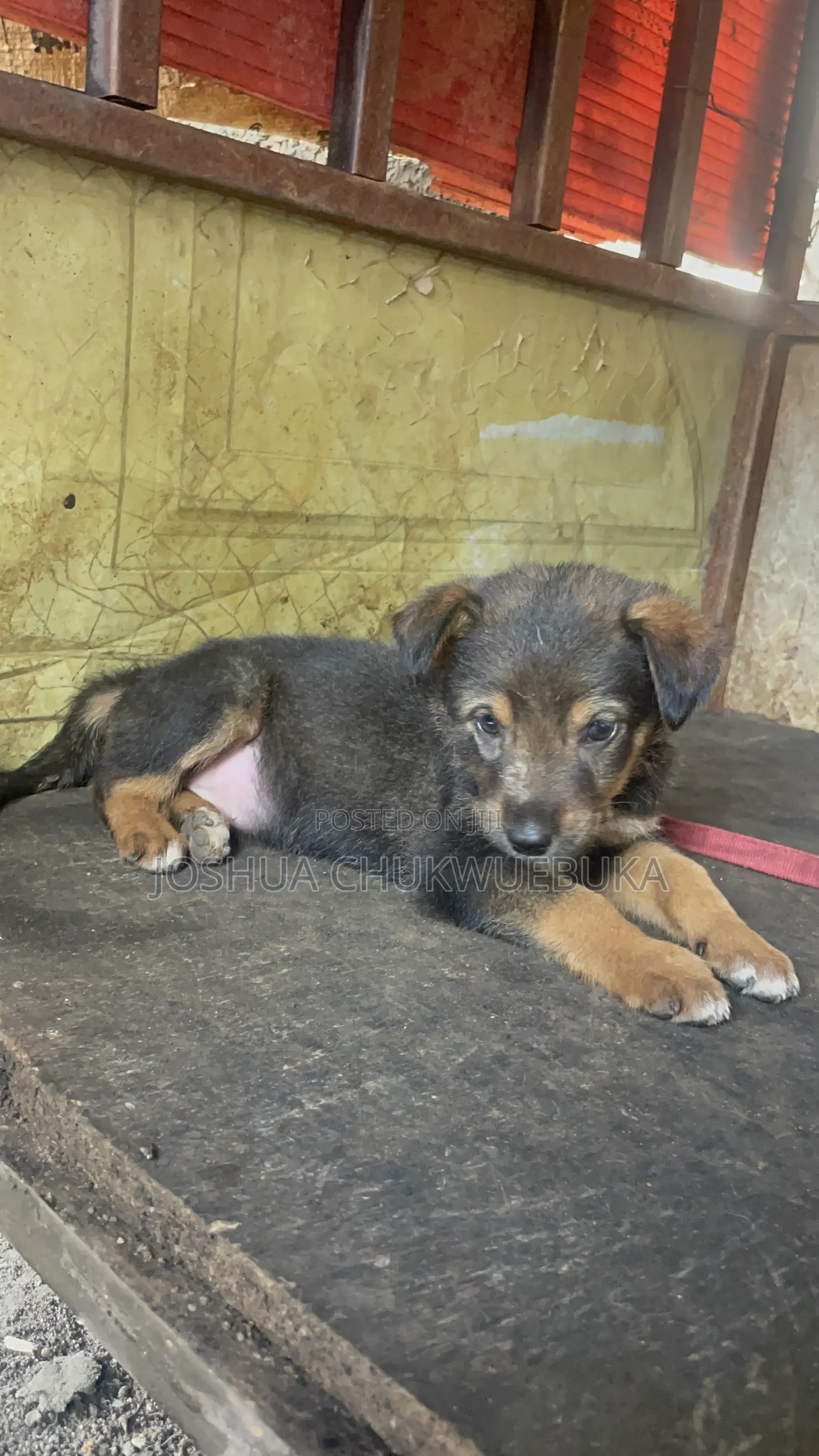 1-3 months Female Purebred German Shepherd