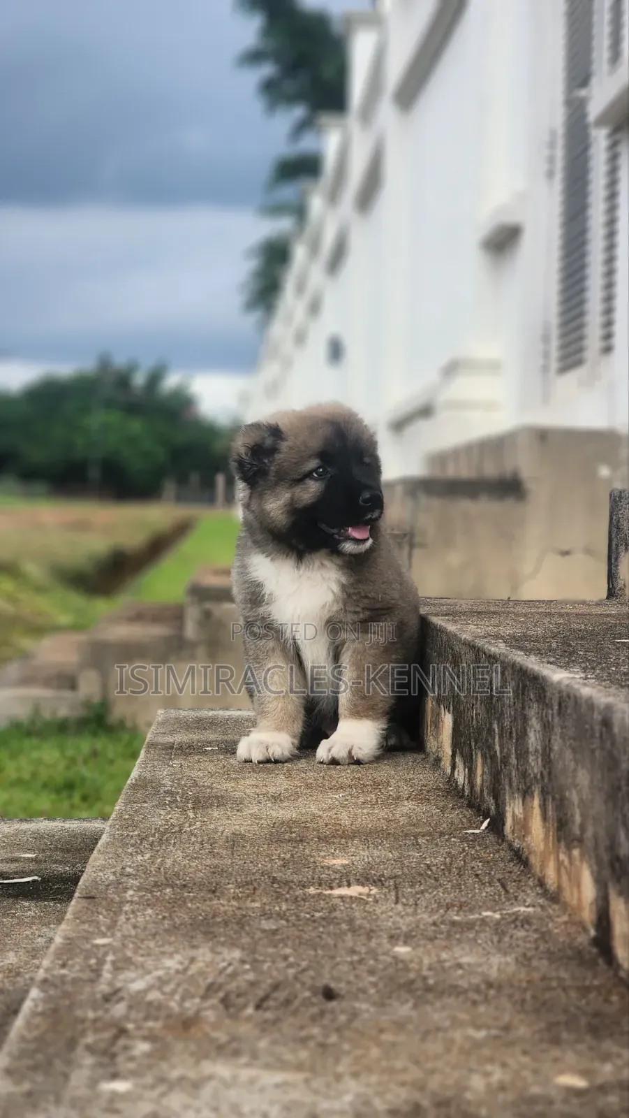 1-3 months Male Purebred Caucasian Shepherd