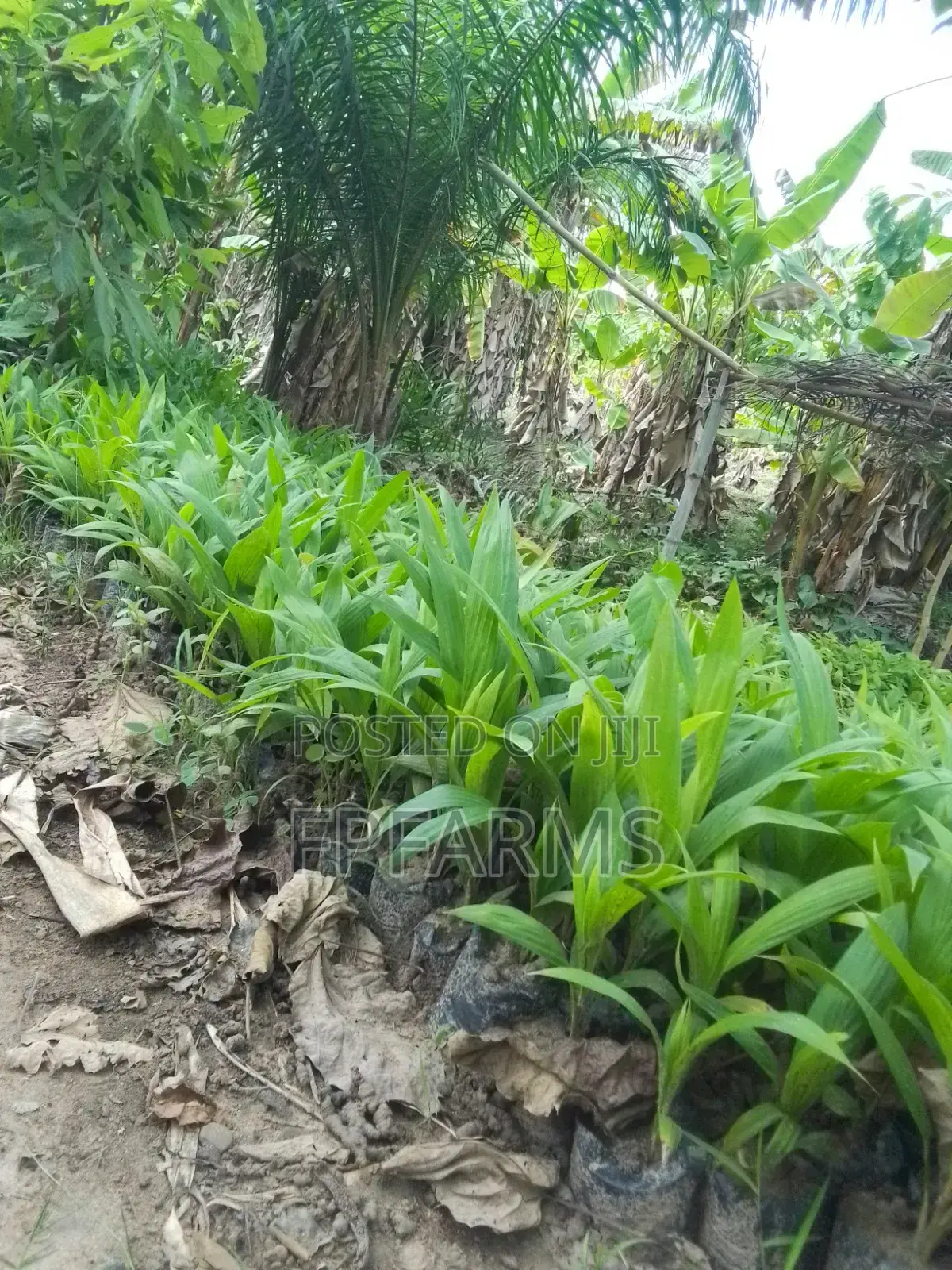 Hybrid Terena Palm Seedlings