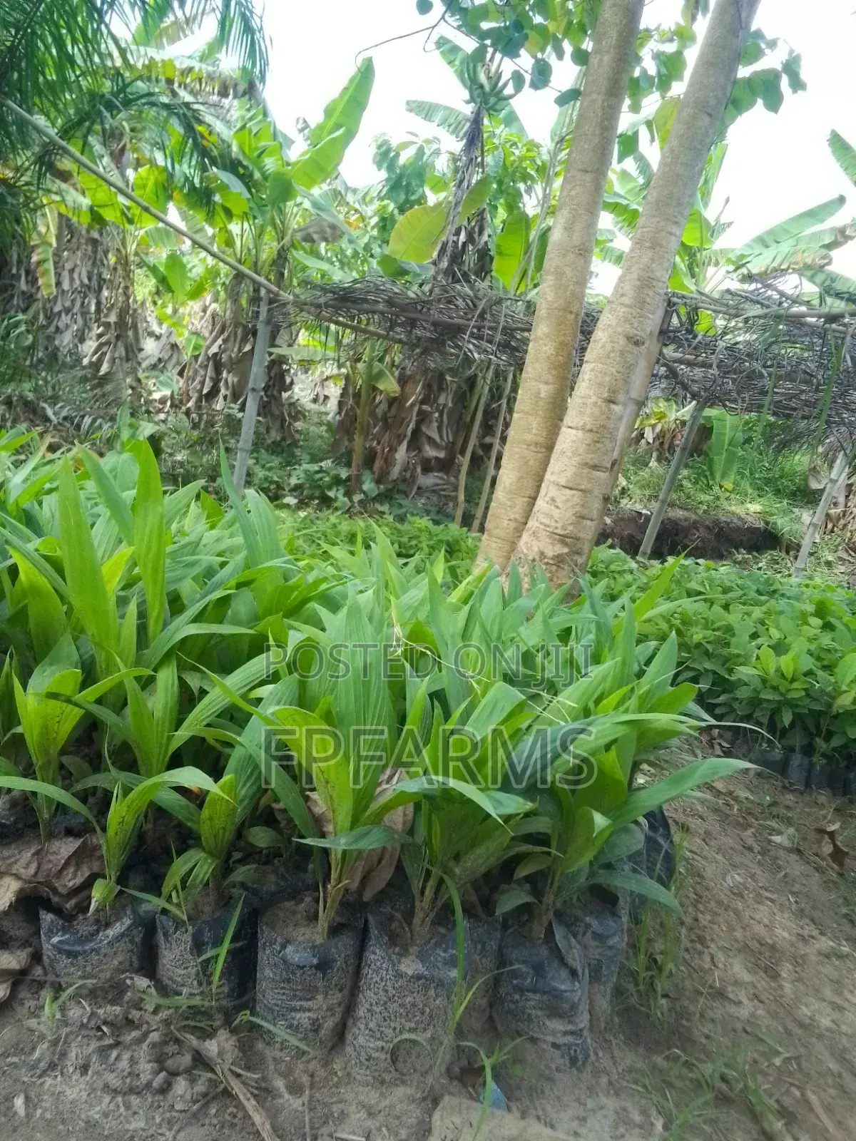 Hybrid Terena Palm Seedlings