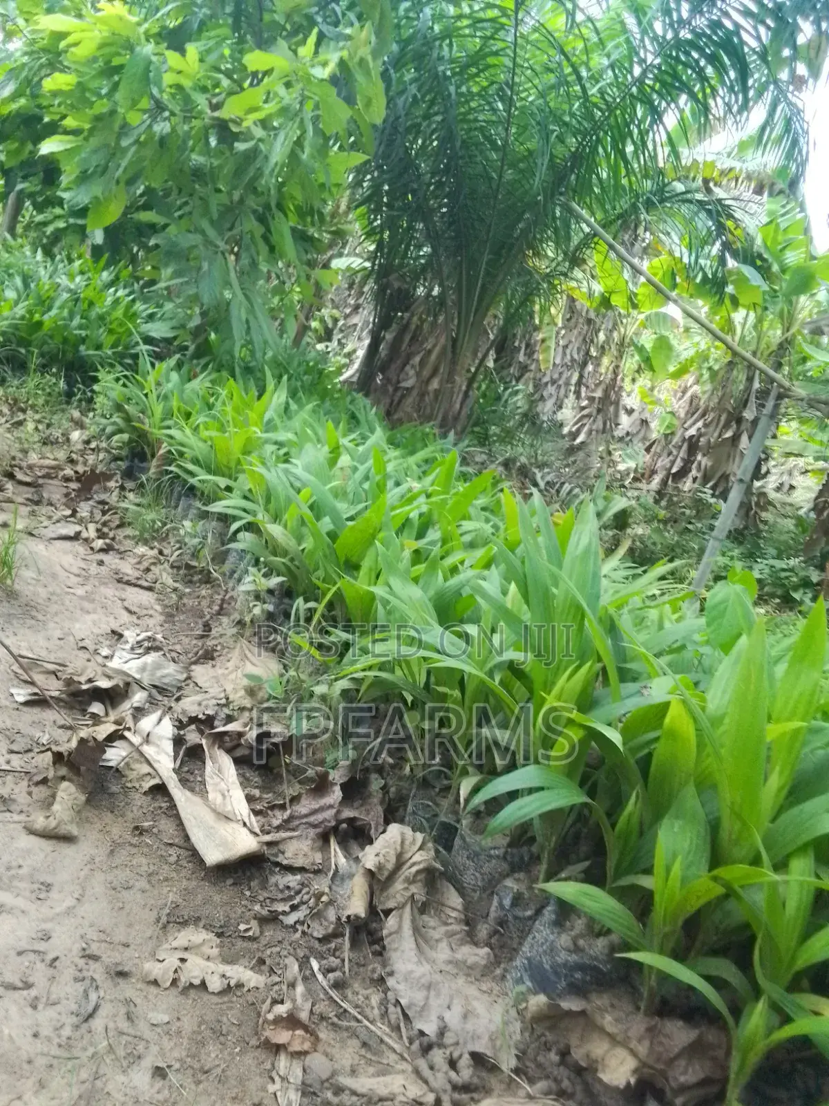 Hybrid Terena Palm Seedlings