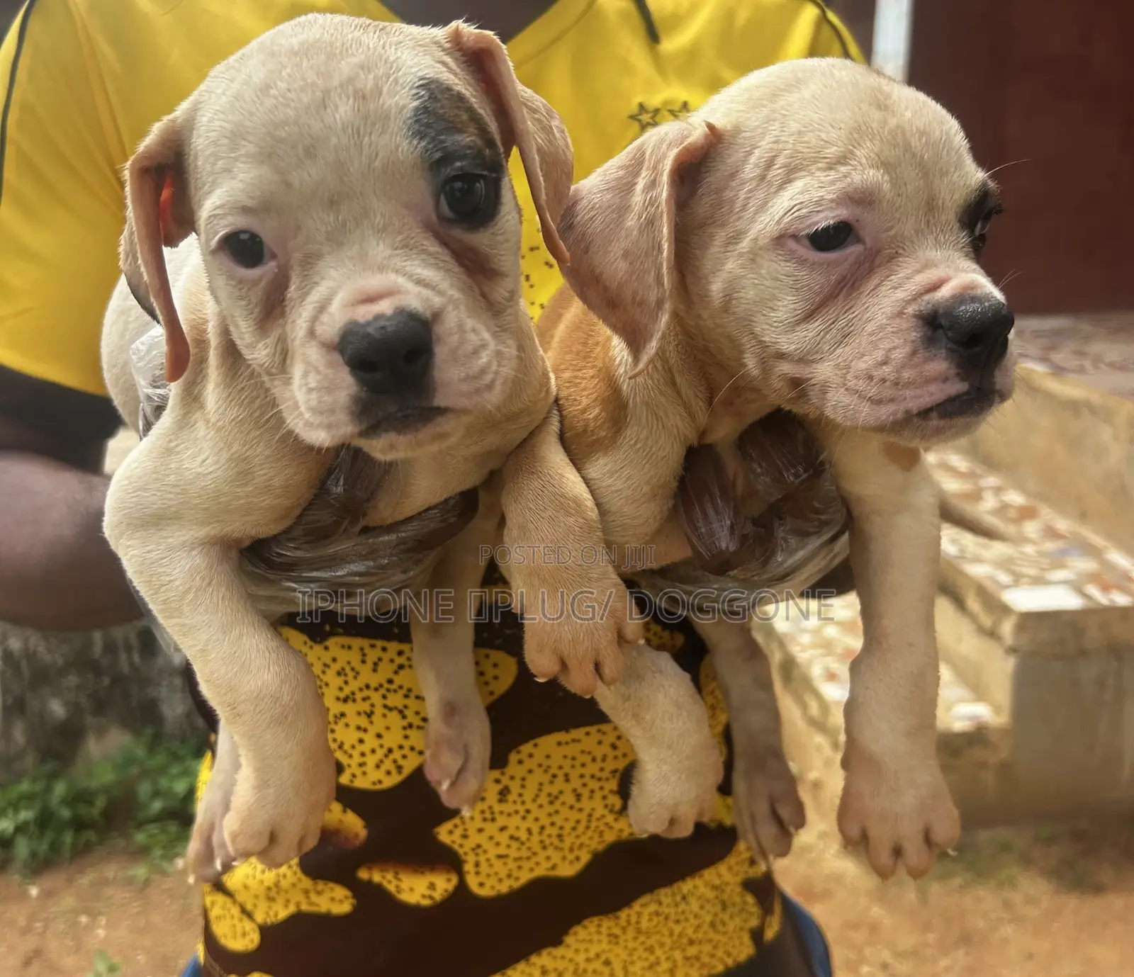1-3 months Female Purebred American Bulldog