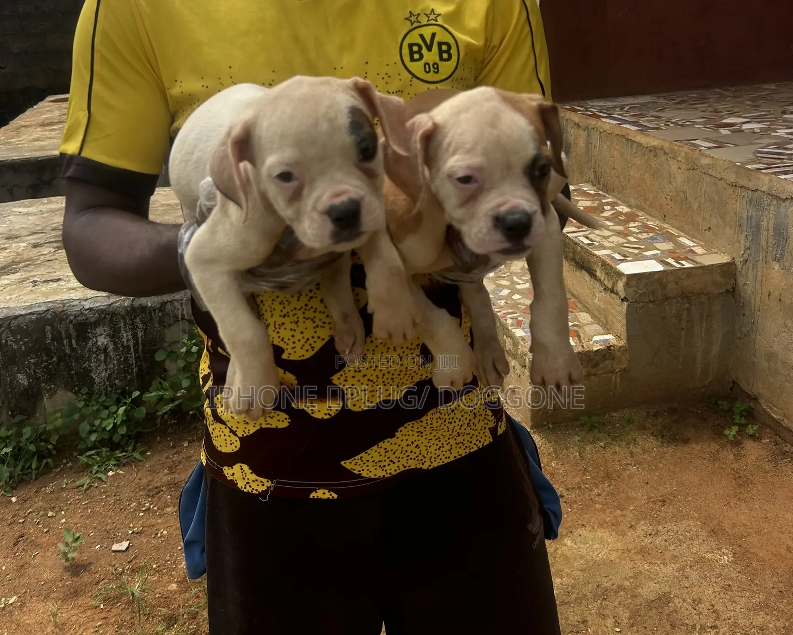 1-3 months Female Purebred Bulldog