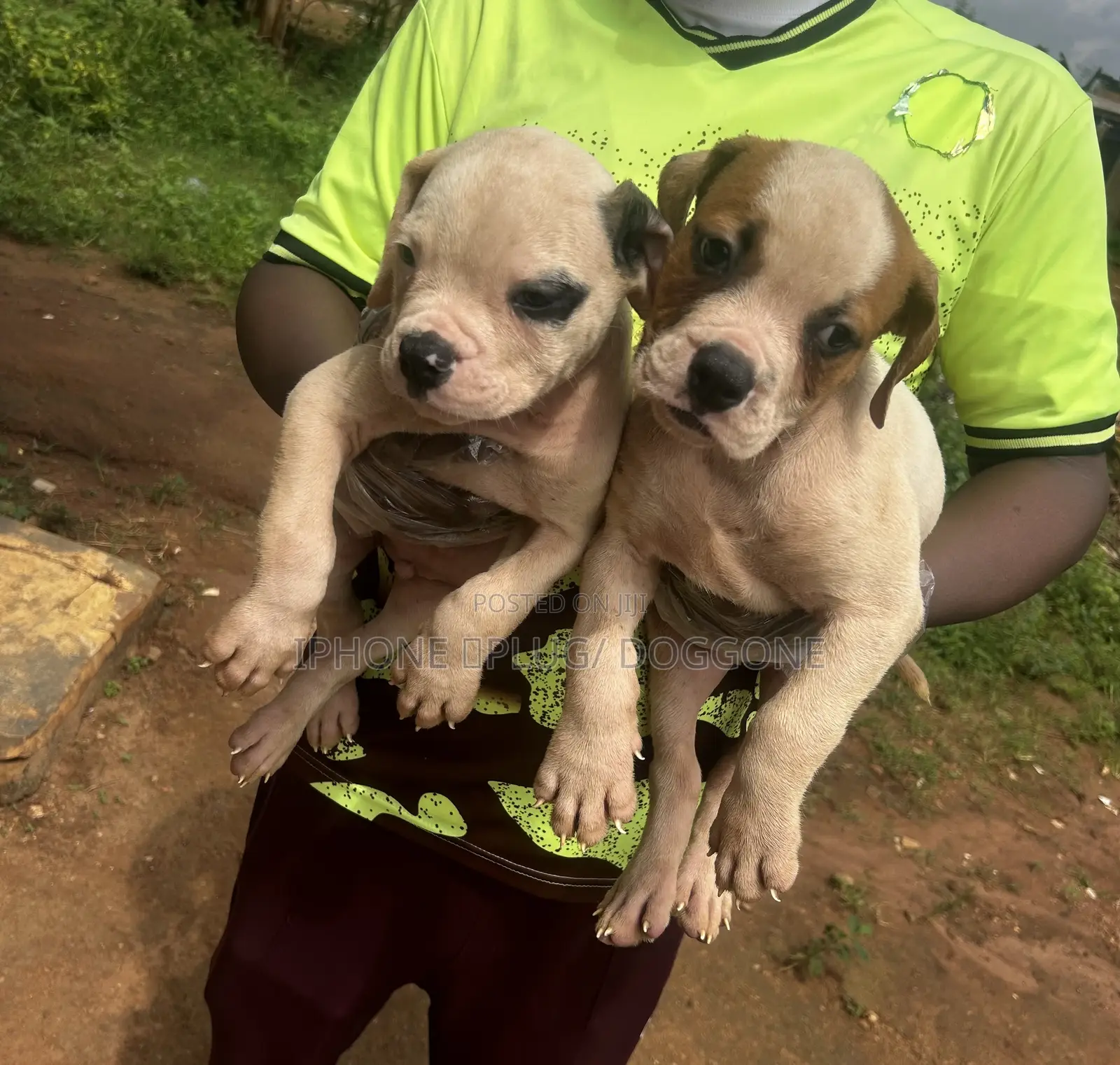1-3 months Female Purebred Bulldog
