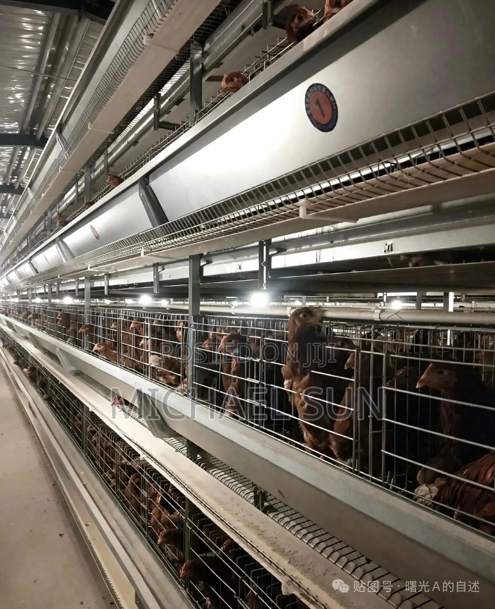 Poultry Farming Battery Cages Chicken Layer Farm