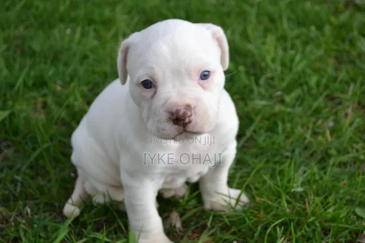 1-3 months Female Purebred American Bully