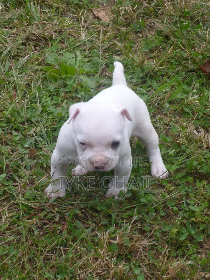 1-3 months Female Purebred American Bully