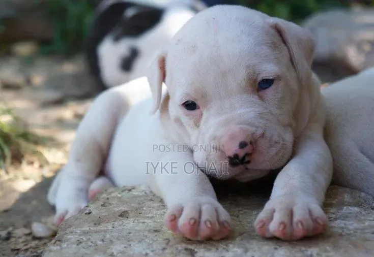 1-3 months Male Purebred American Bully