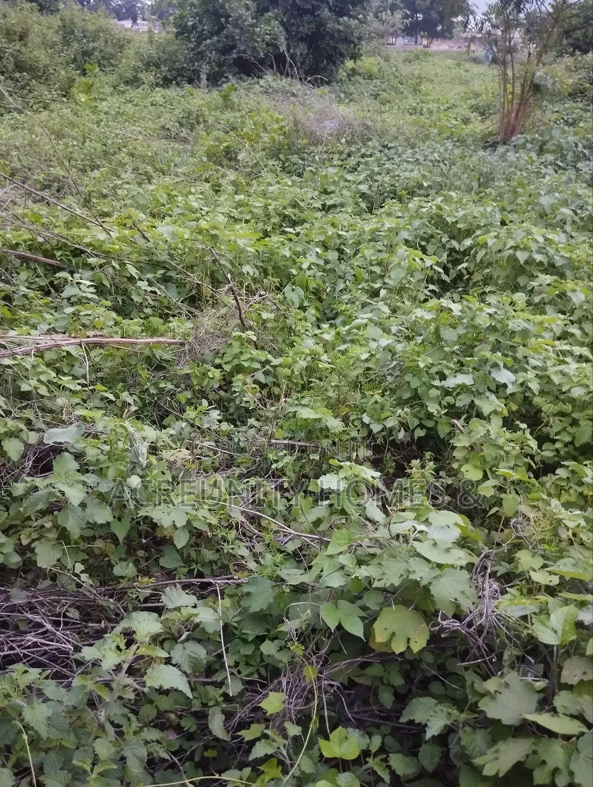 4.4 Acres of Fertile Farmland Available at Aaba Vill, Iseyin-Ibadan