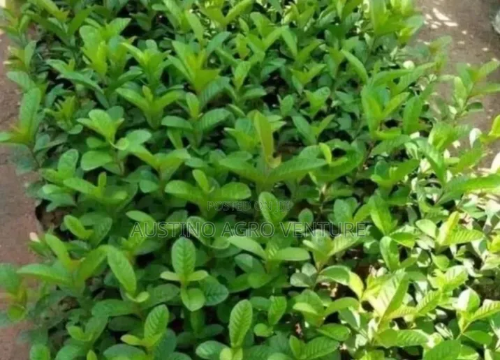 Hybrid Sweet Guava Seedlings