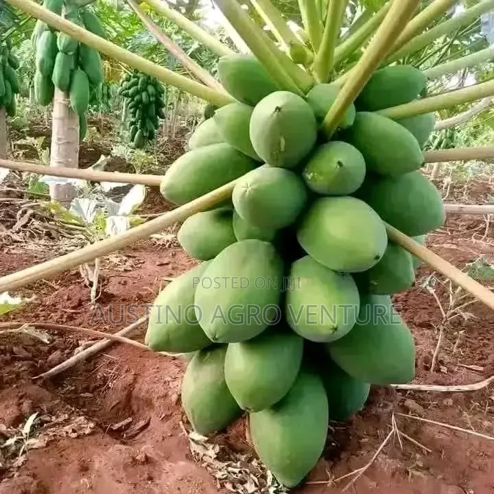 Hybrid Sweet Pawpaw Seedlings