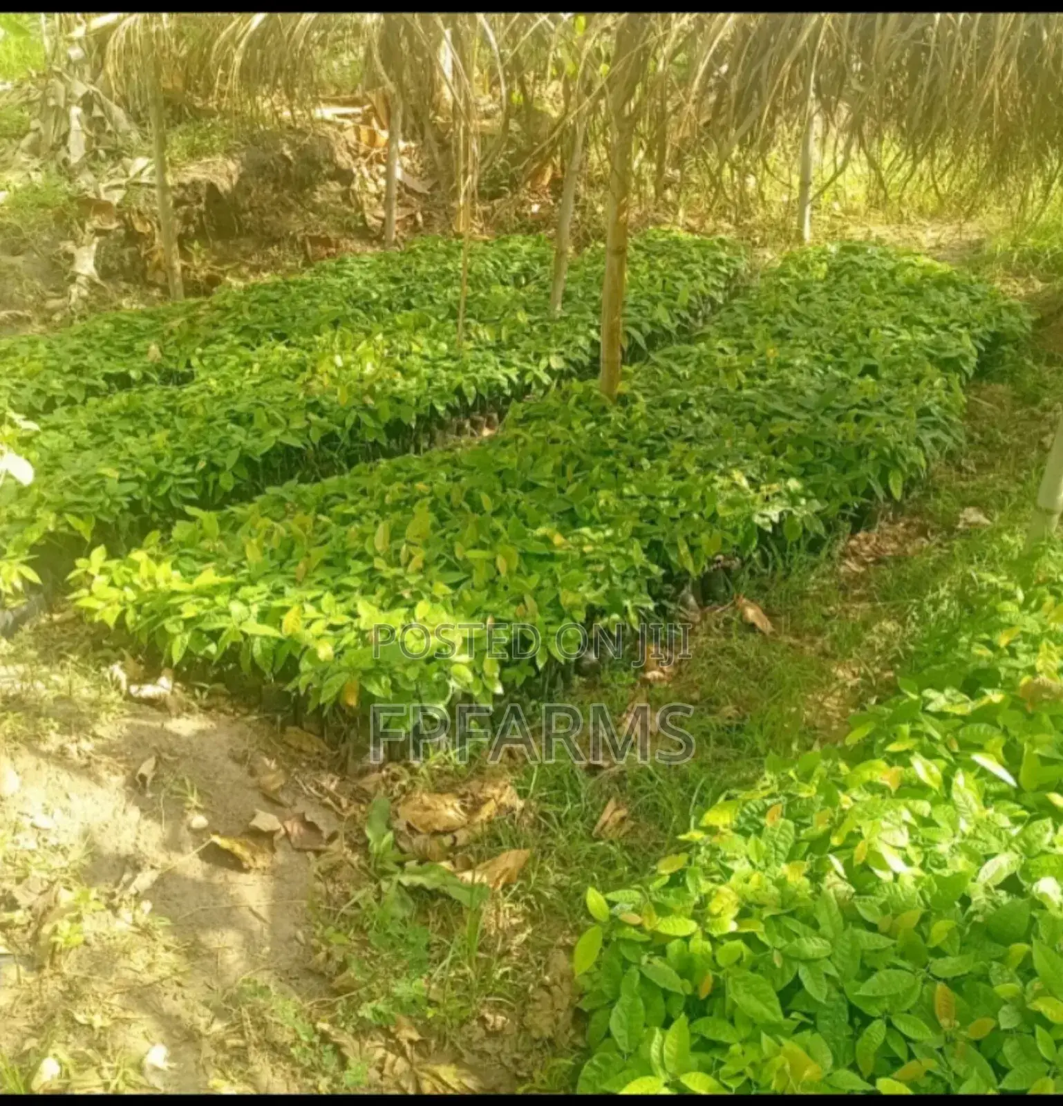 Hybrid Cocoa