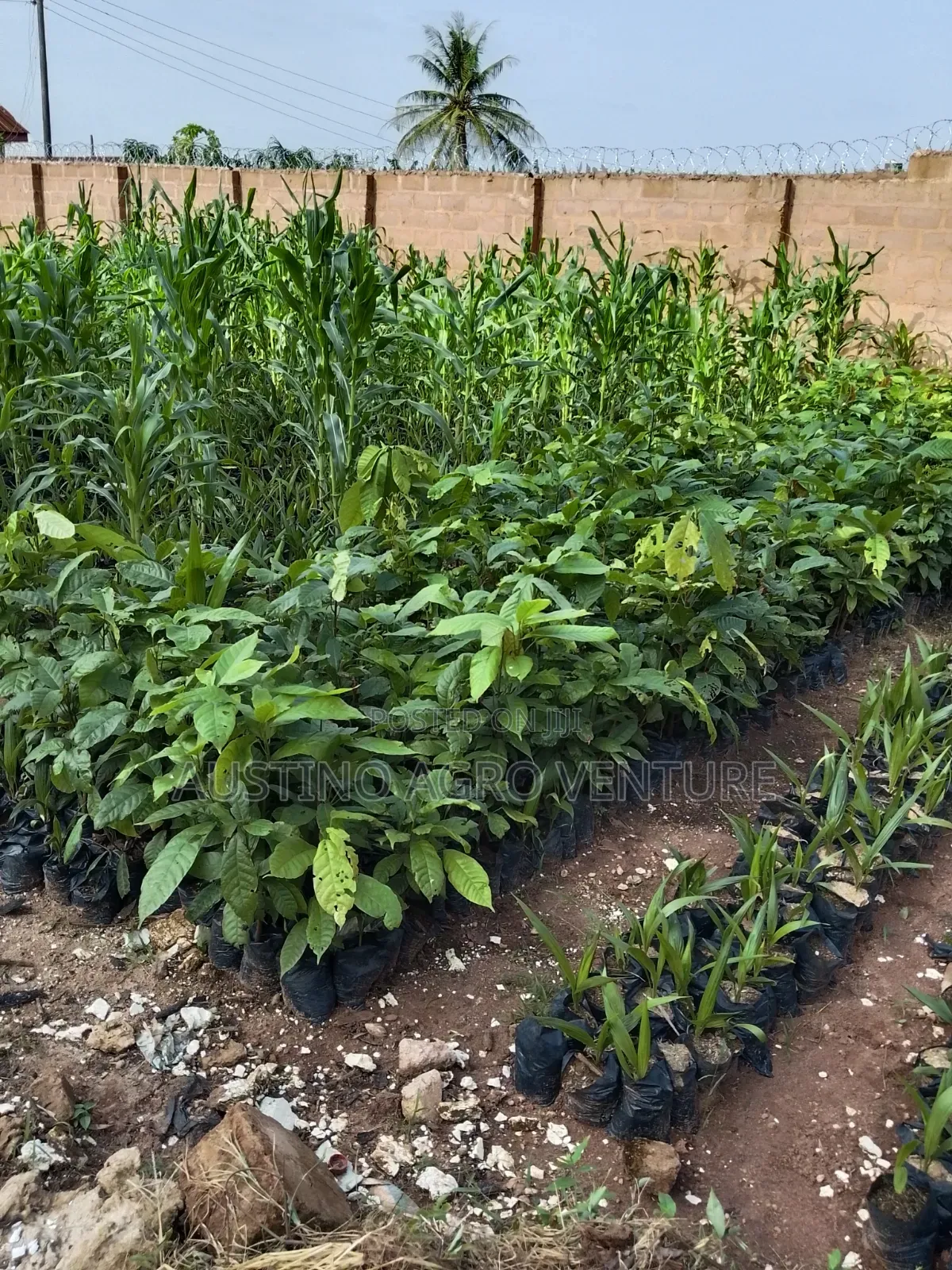 Hybrid Cocoa Seedlings