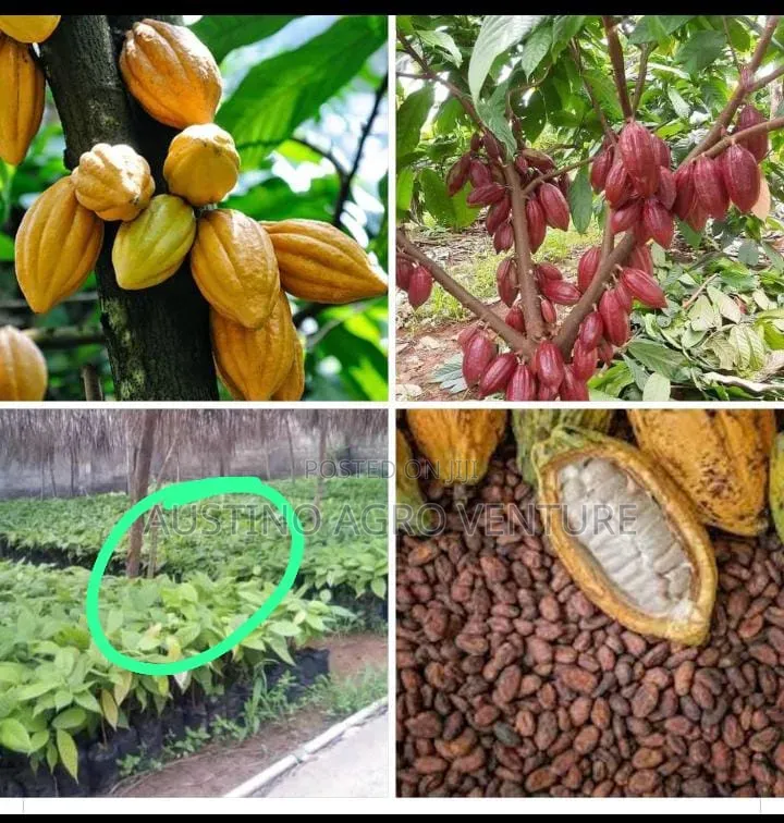 Hybrid Cocoa Seedlings