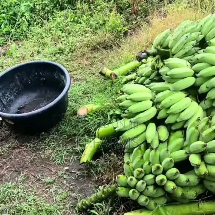 Plantain Bunches