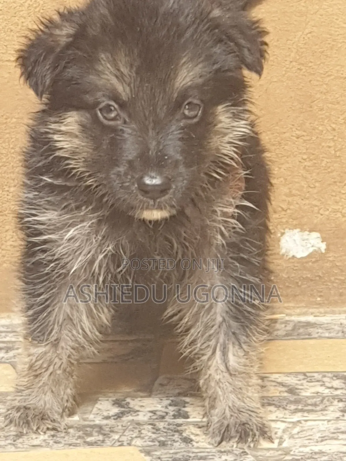 1-3 months Female Purebred German Shepherd