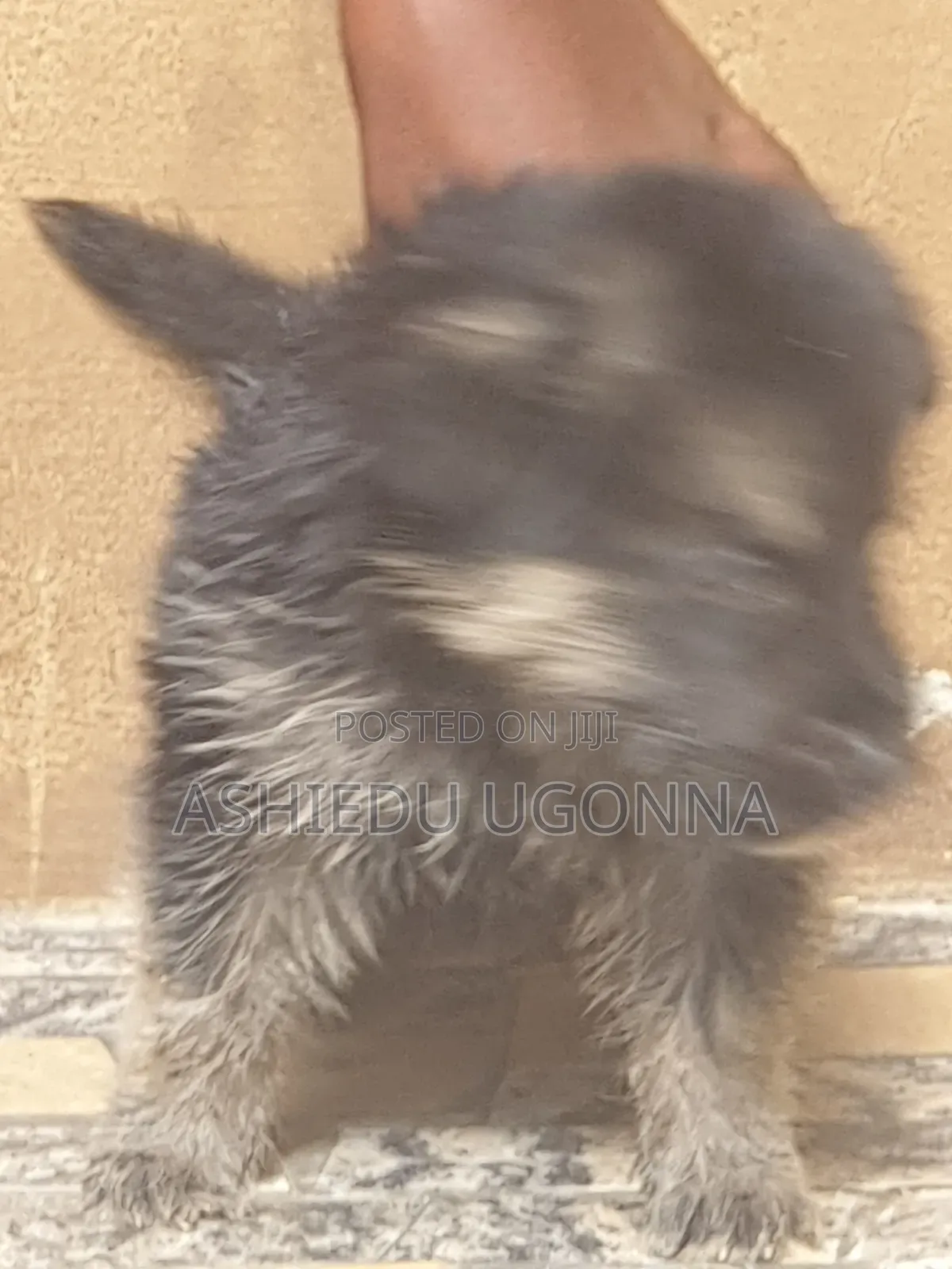 1-3 months Female Purebred German Shepherd