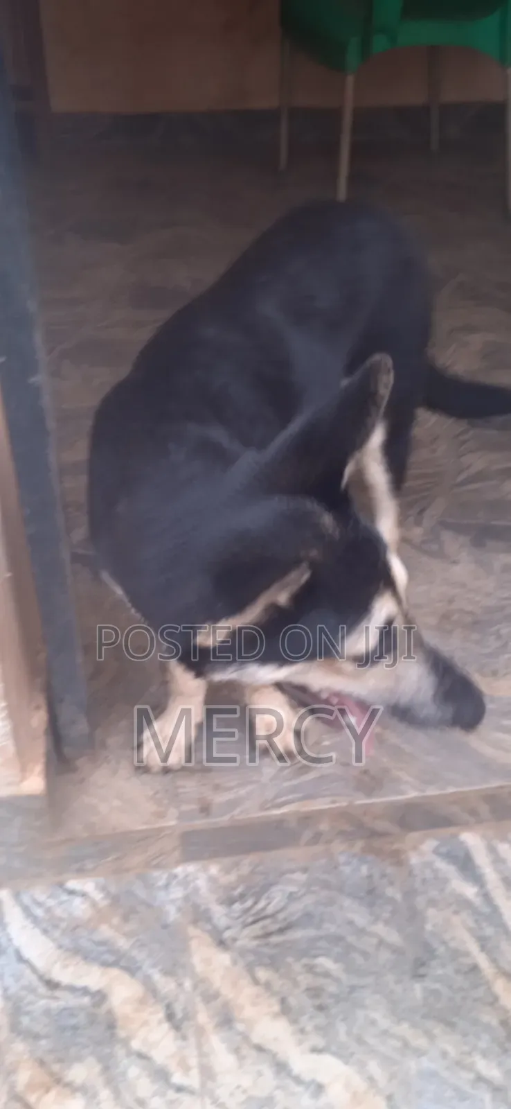 6-12 months Female Purebred German Shepherd