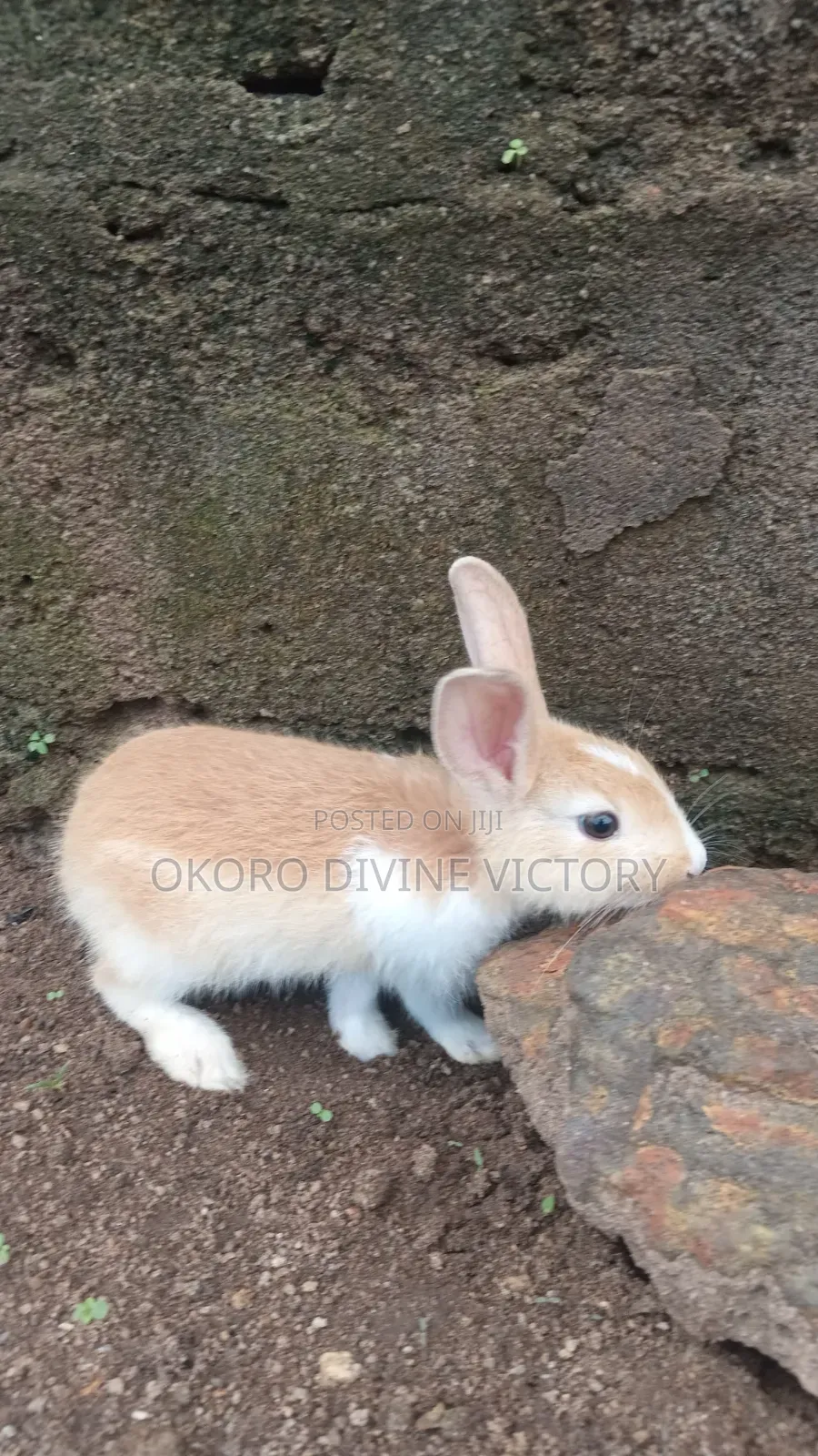 Palomino Rabbits