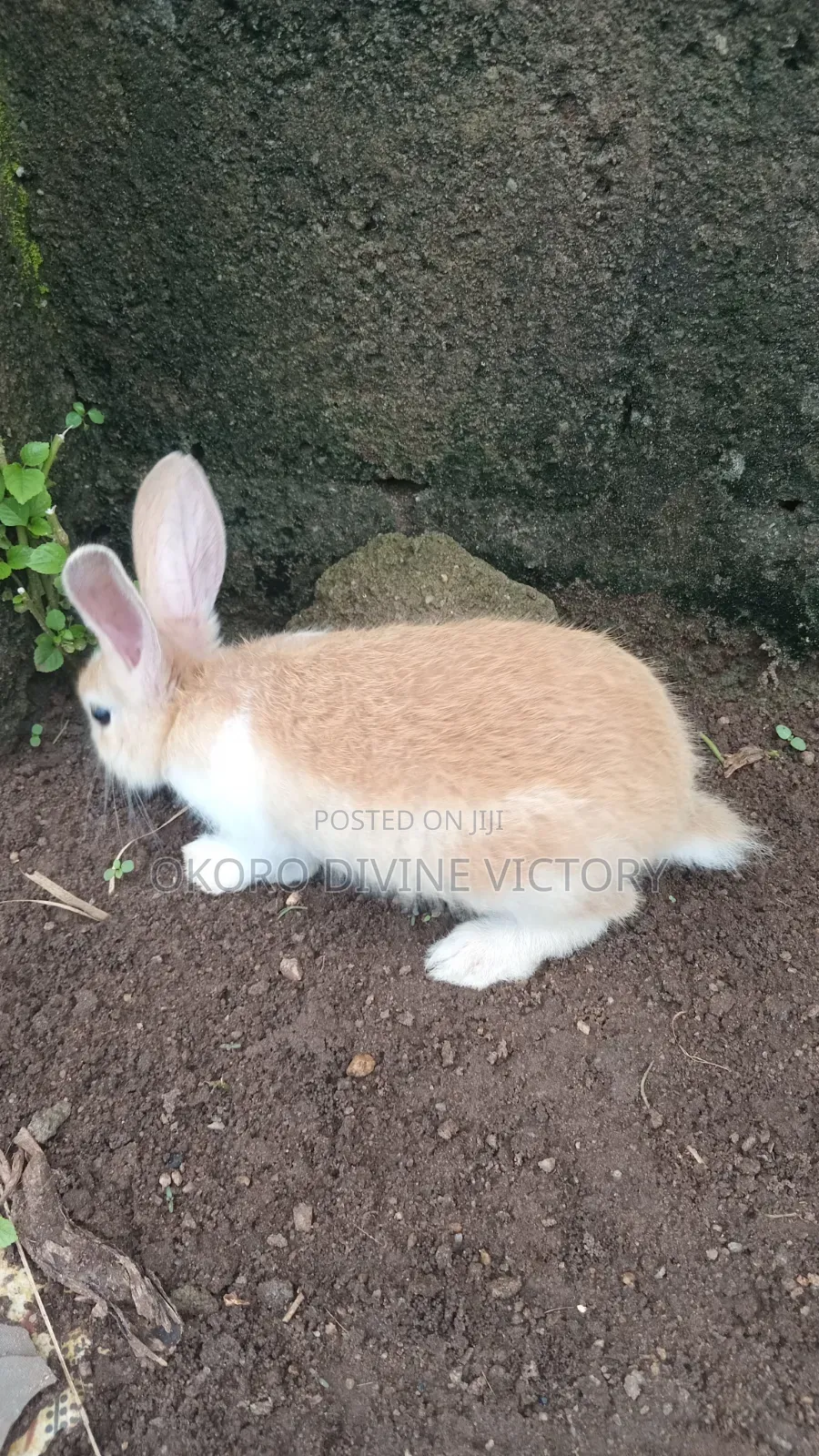 Palomino Rabbits