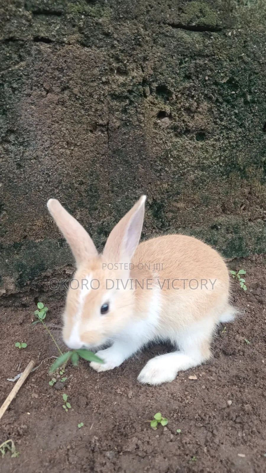 Palomino Rabbits