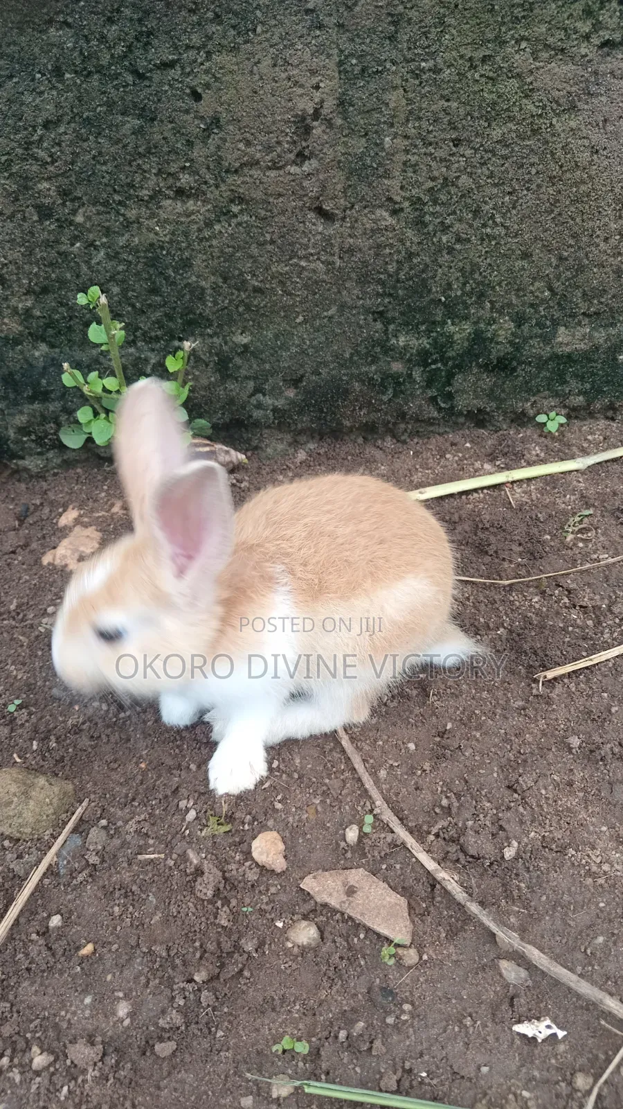 Palomino Rabbits