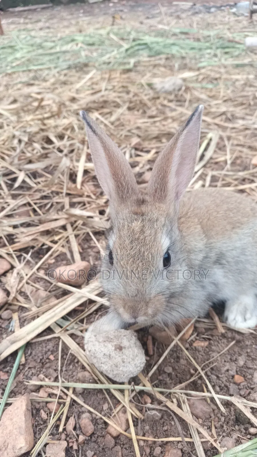 Chinchillas Breeds of Rabbits
