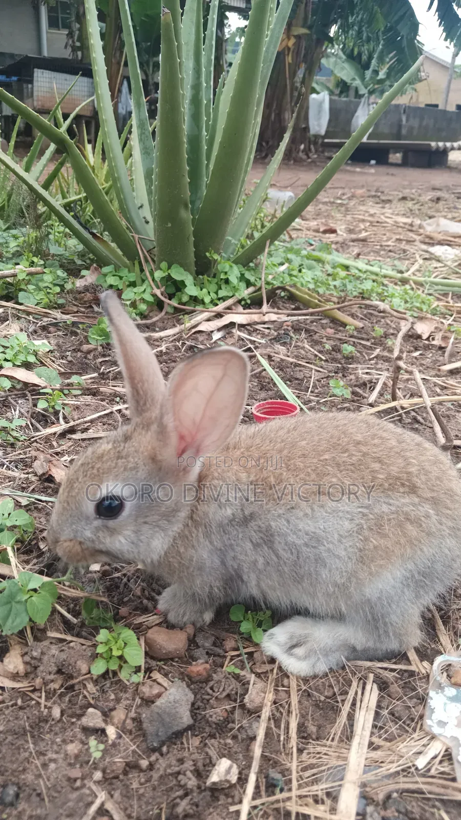 Chinchillas Breeds of Rabbits