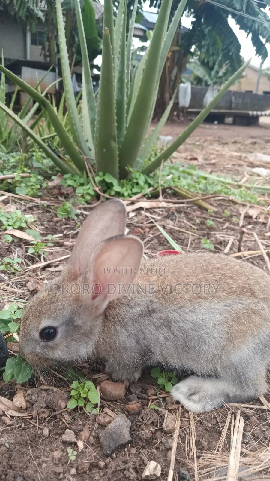 Chinchillas Breeds of Rabbits