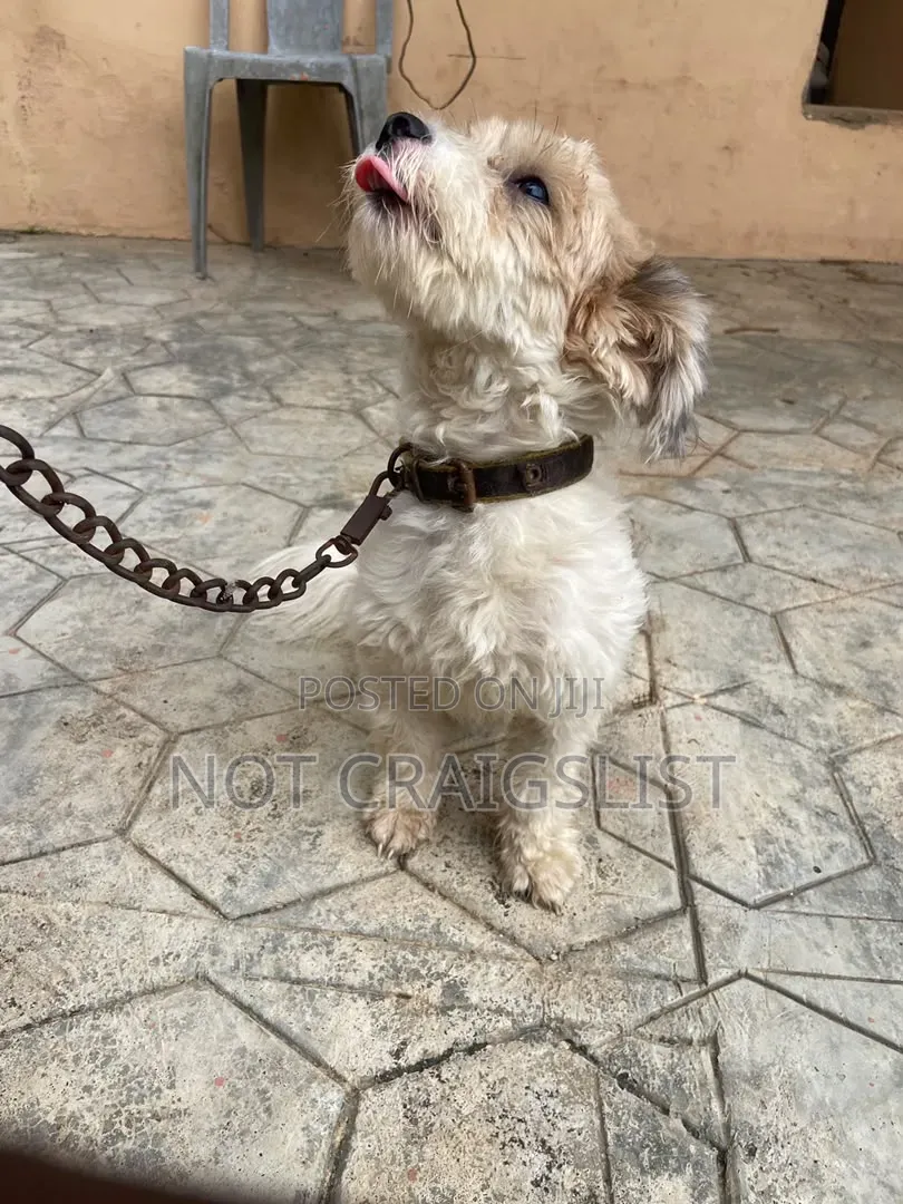 1+ year Male Purebred Lhasa Apso