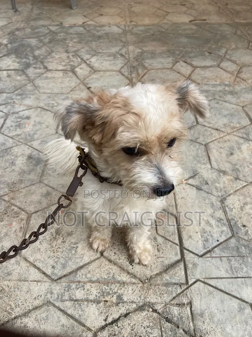 1+ year Male Purebred Lhasa Apso