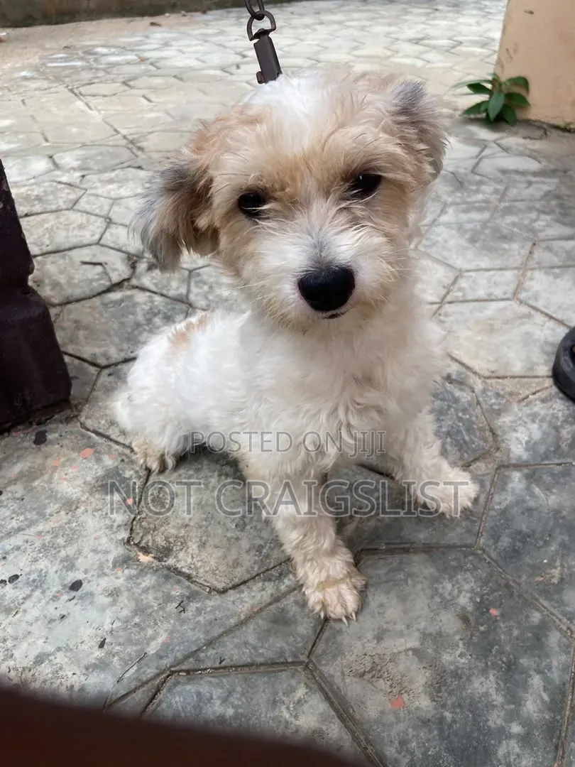1+ year Male Purebred Lhasa Apso