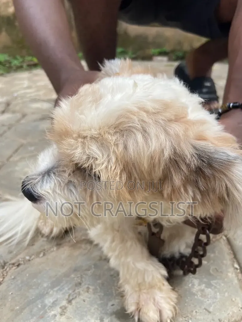 1+ year Male Purebred Lhasa Apso