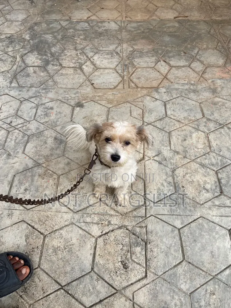 1+ year Male Purebred Lhasa Apso
