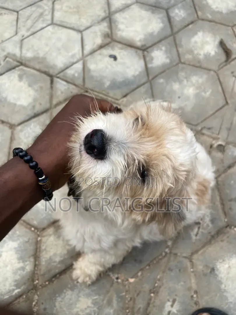 1+ year Male Purebred Lhasa Apso