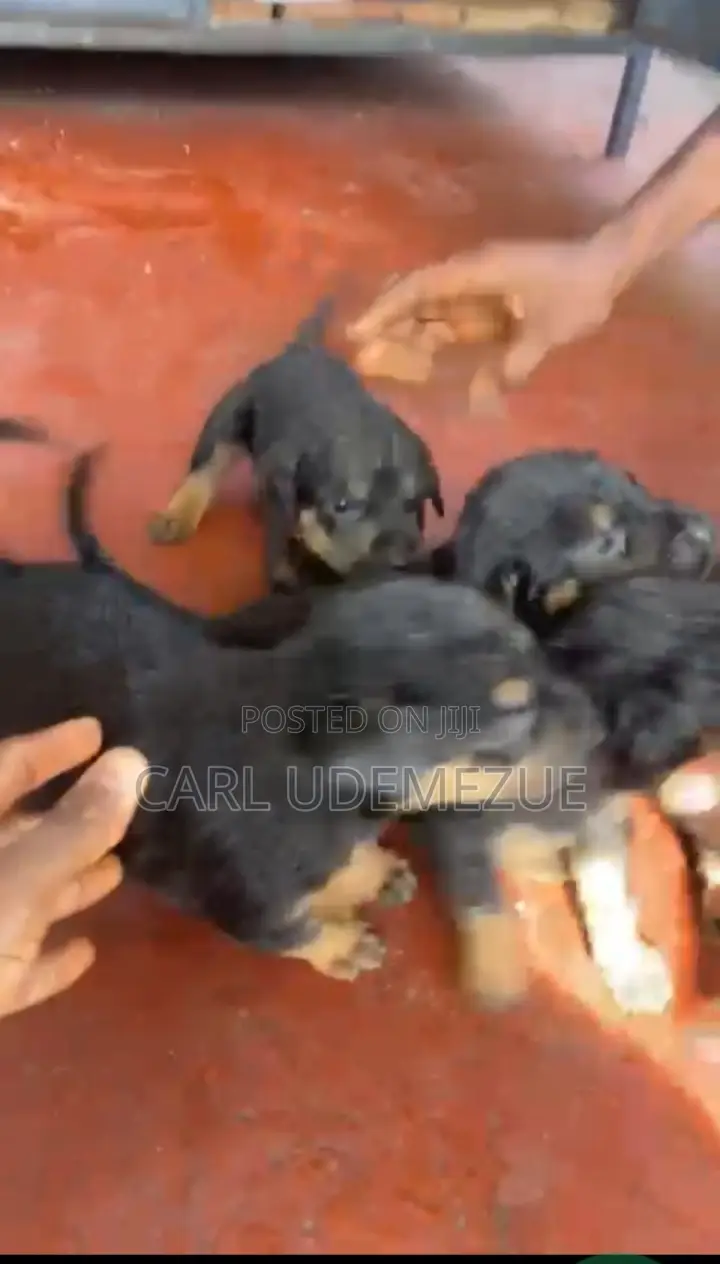 1-3 months Male Mixed Breed Rottweiler
