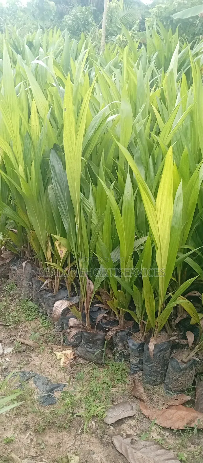 Hybrid Oil Palm Seedlings (Tenera, Supergene)