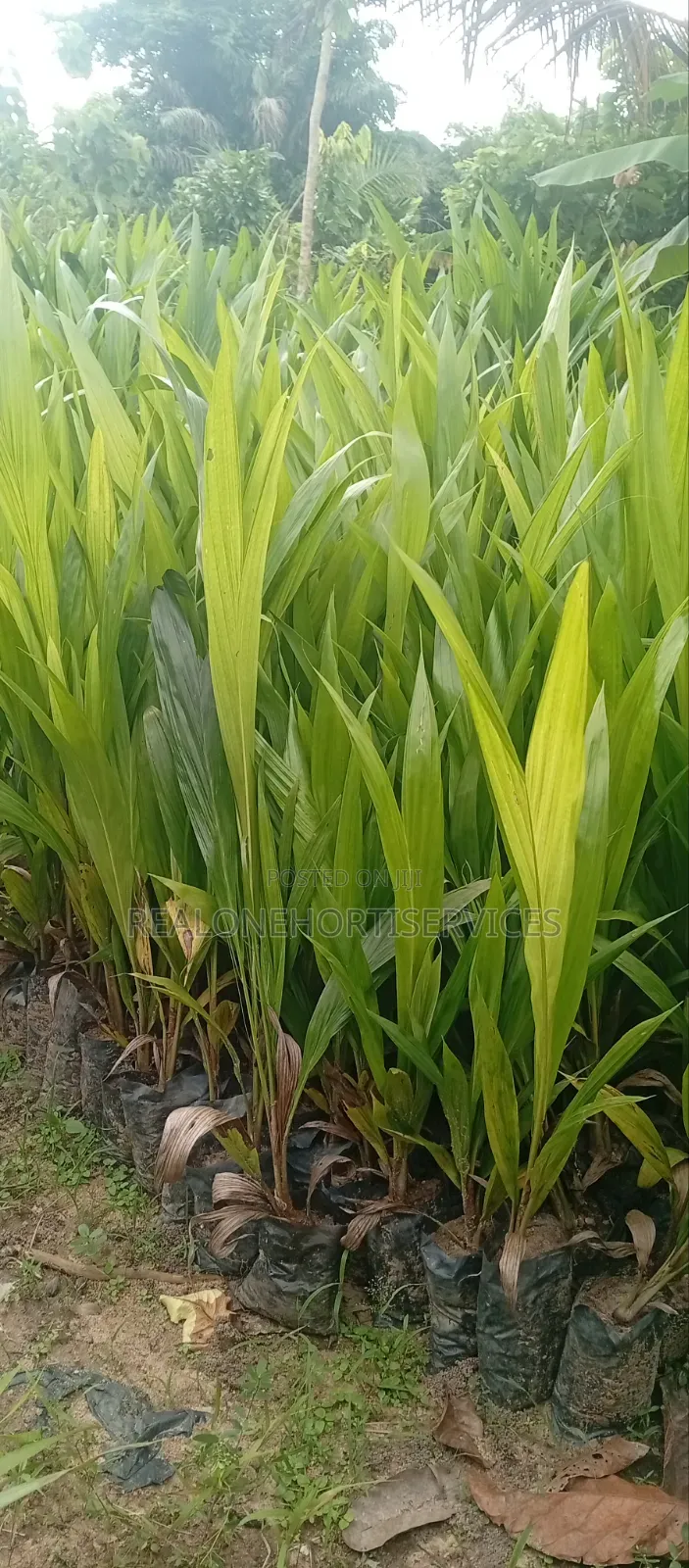 Hybrid Oil Palm Seedlings (Tenera, Supergene)